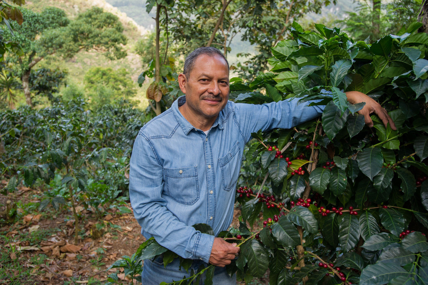 Guatemala - La Maravilla "Aguacate"