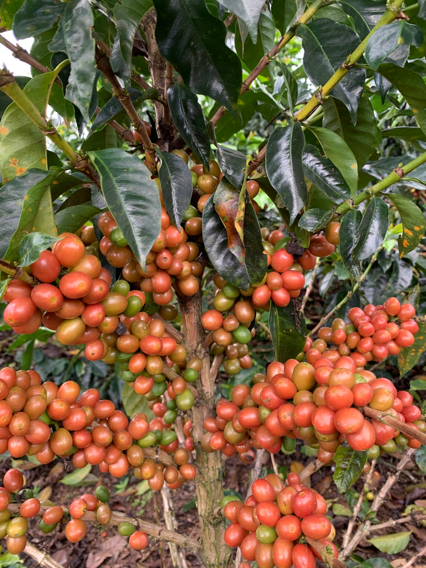 Colombia - Sebastian Gomez