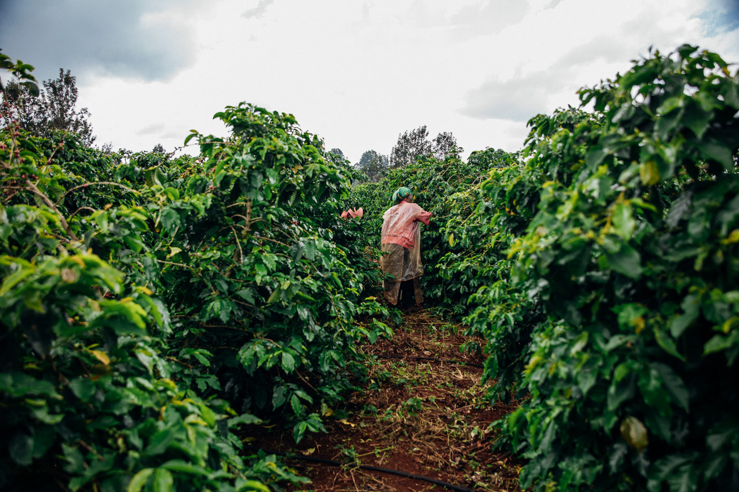 Kenya - Waturi Estate AB