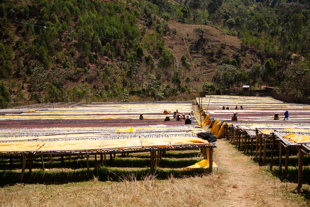 Ethiopia - Ayla Bombe