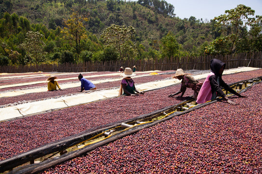 Ethiopia - Ayla Bombe