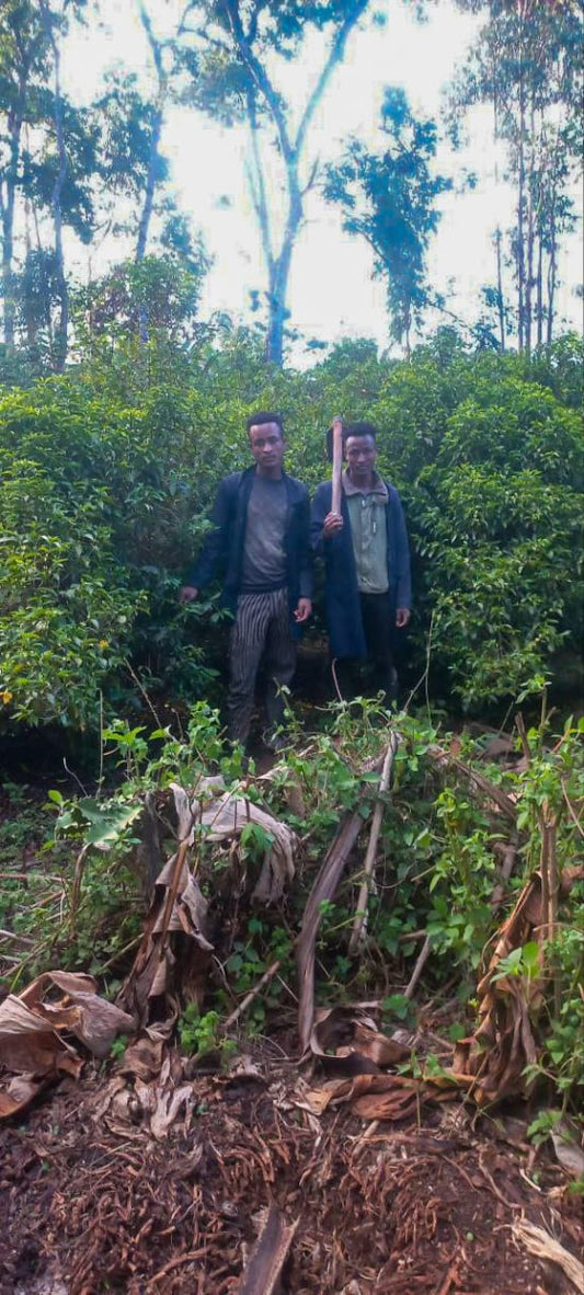 Ethiopia - Single Farmer Project  Bekele Gemeda