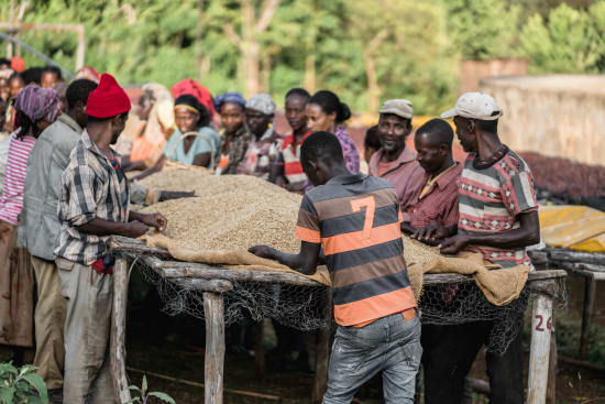 Ethiopia - Chelchele - Special Prep Washed Heirloom