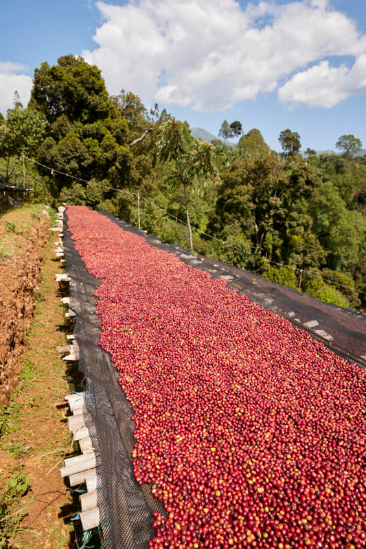 Ethiopia - Gara Agena - Special Prep Washed Heirloom
