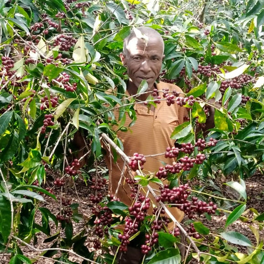 Ethiopia - Single Farmer Project  Mengeche Derso