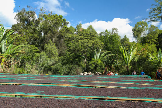 Ethiopia - Single Farmer Project Girum Girma