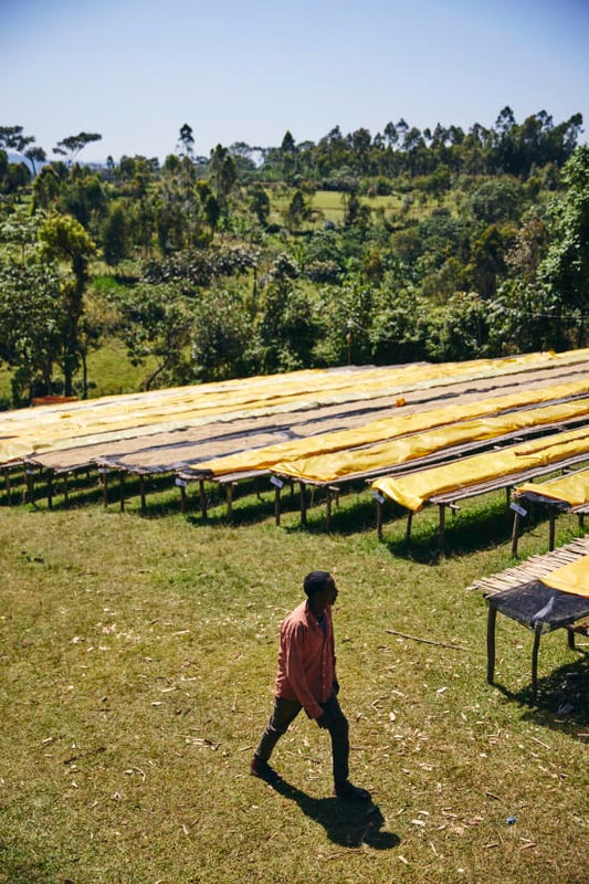 Ethiopia - Yaye - Special Prep