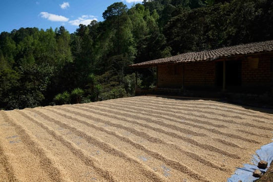 Honduras - Finca El Negro