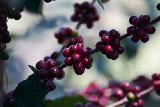 Honduras - Finca El Negro