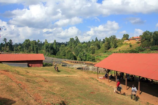 Kenya - Kainamui AA