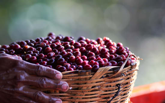 Nicaragua - Finca Agua Sarca - Maracaturra Washed