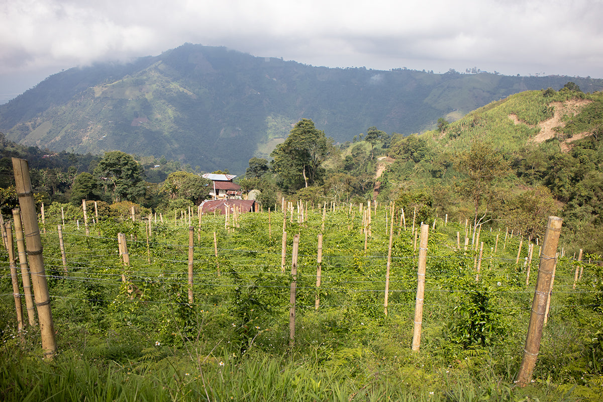 Colombia - Canta Ranas