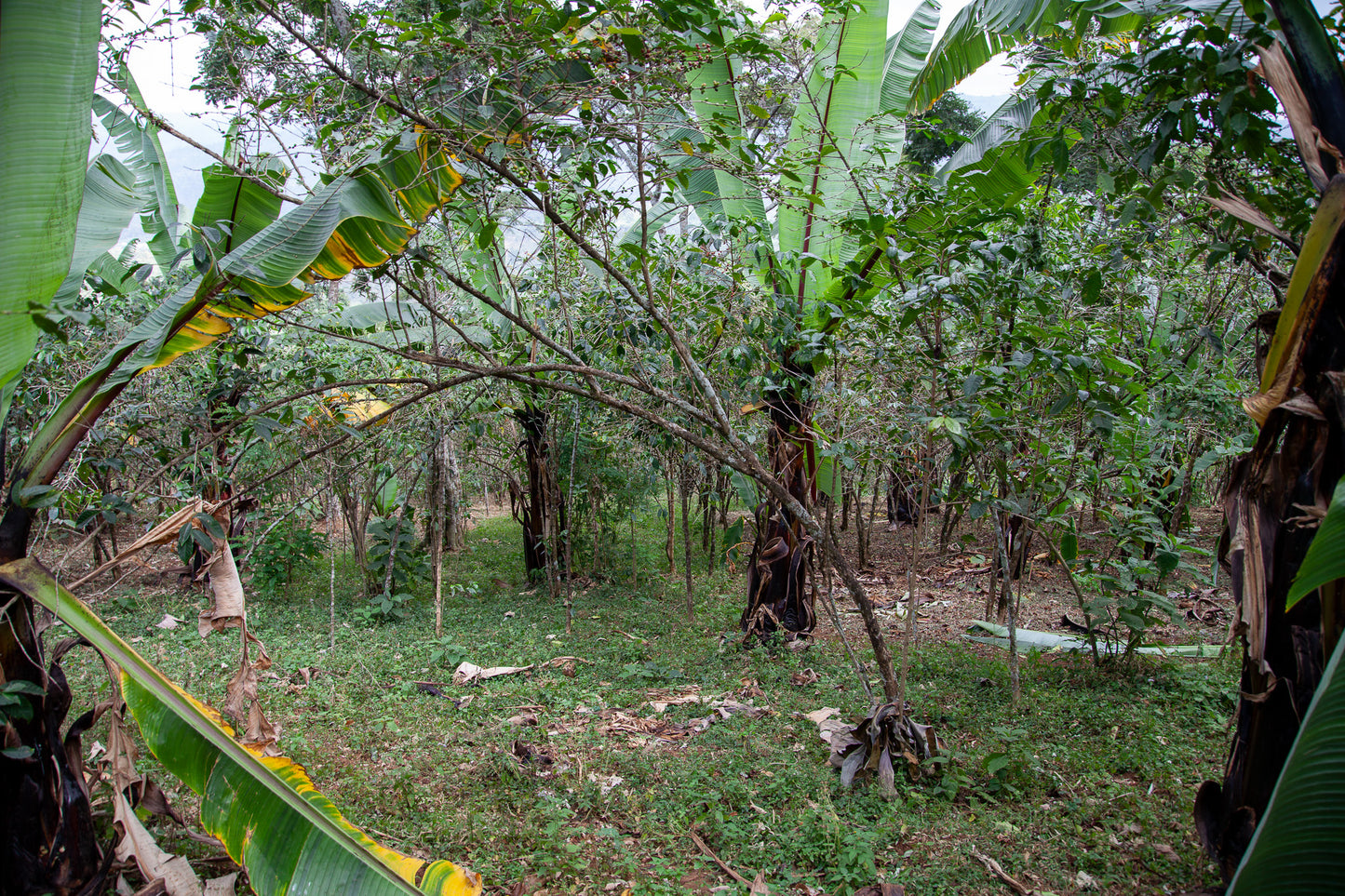 Ethiopia - Adorsi
