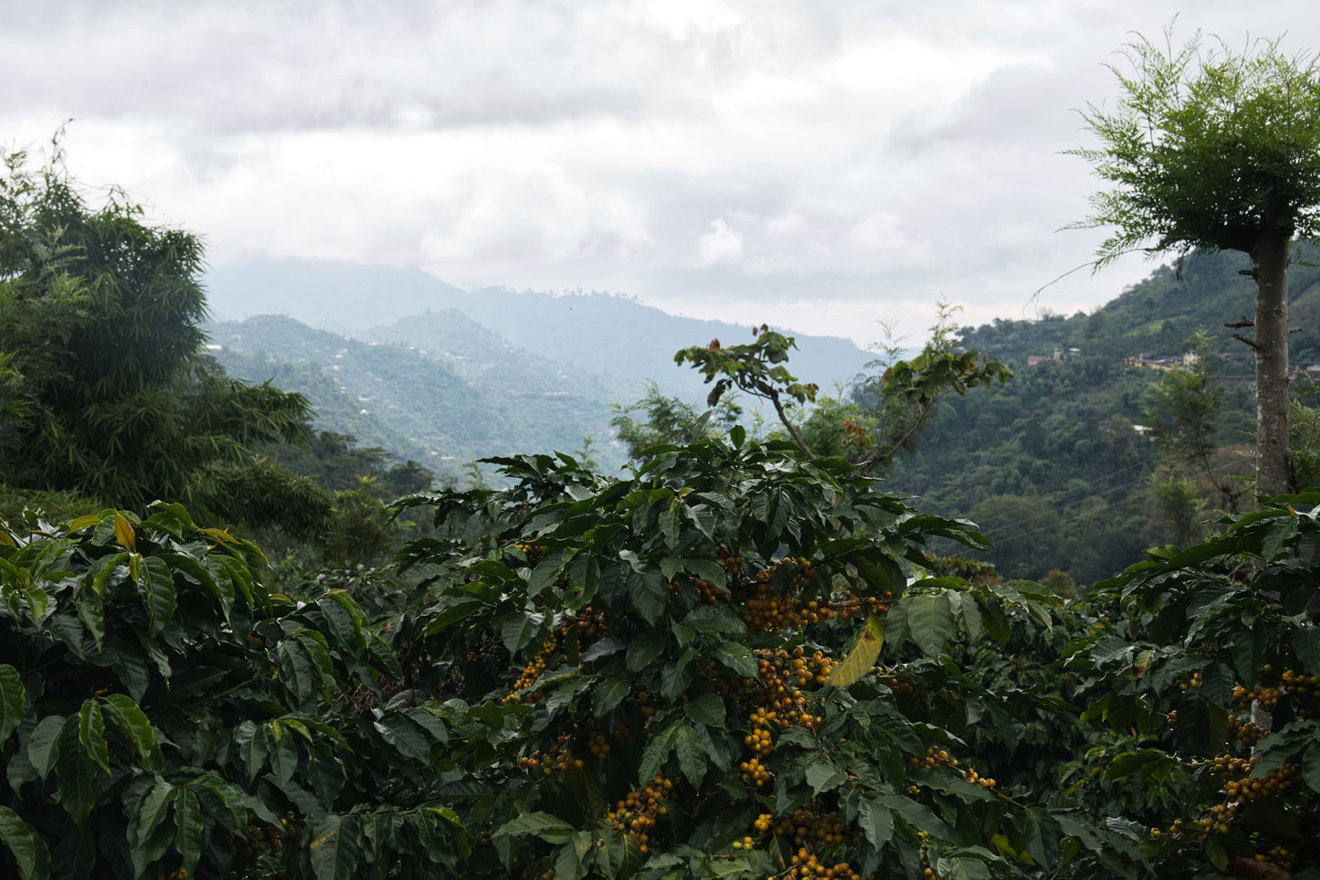 Guatemala - La Unión Amarillo
