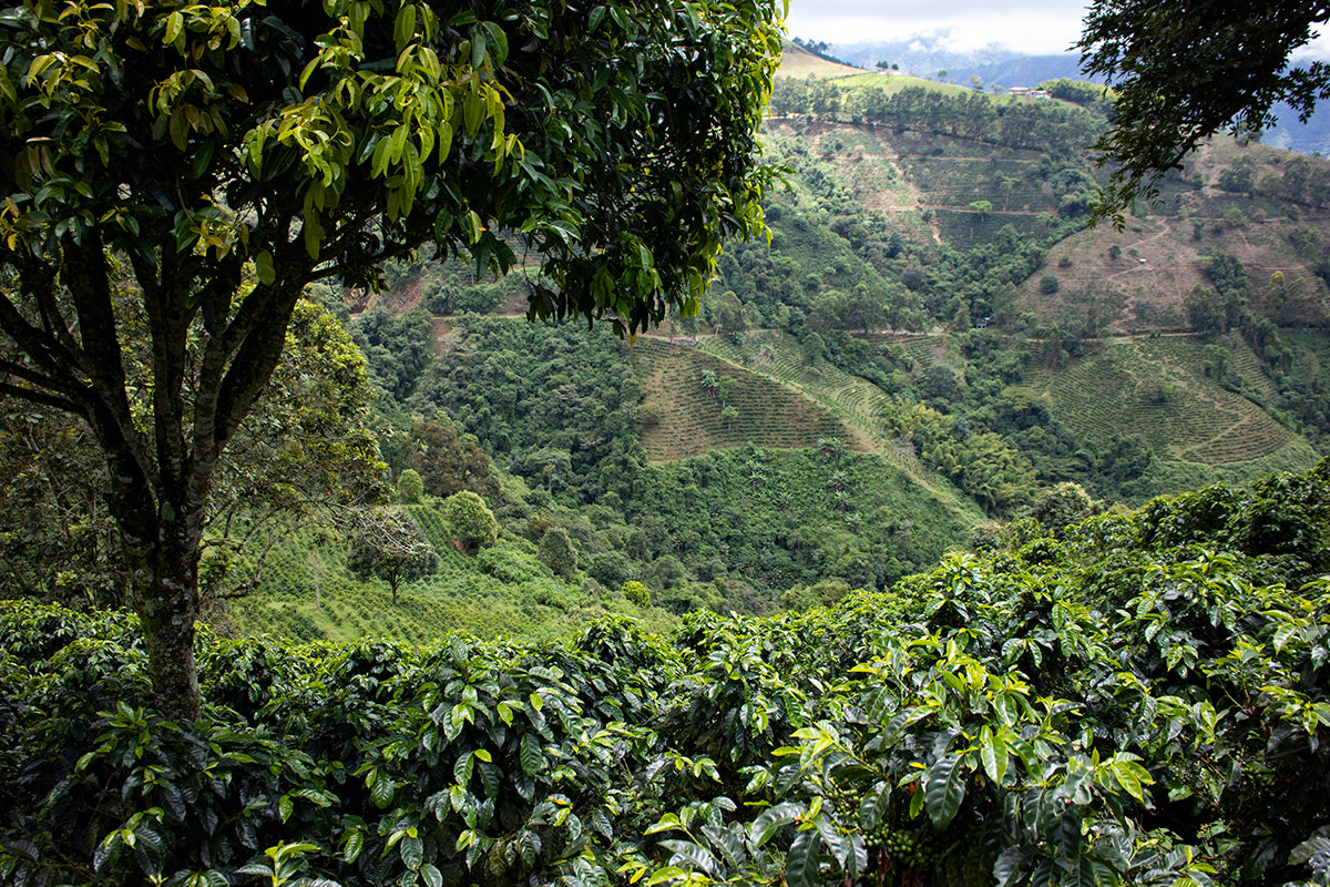 Colombia - Lomaverde