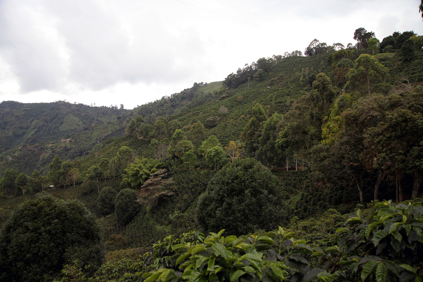 Colombia - Lomaverde