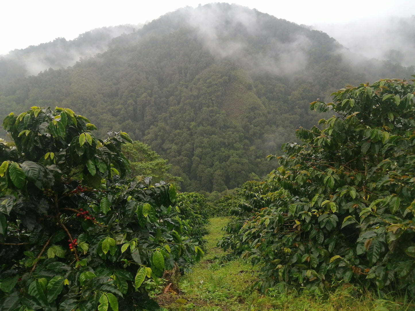 Colombia - Norbey Quimbayo