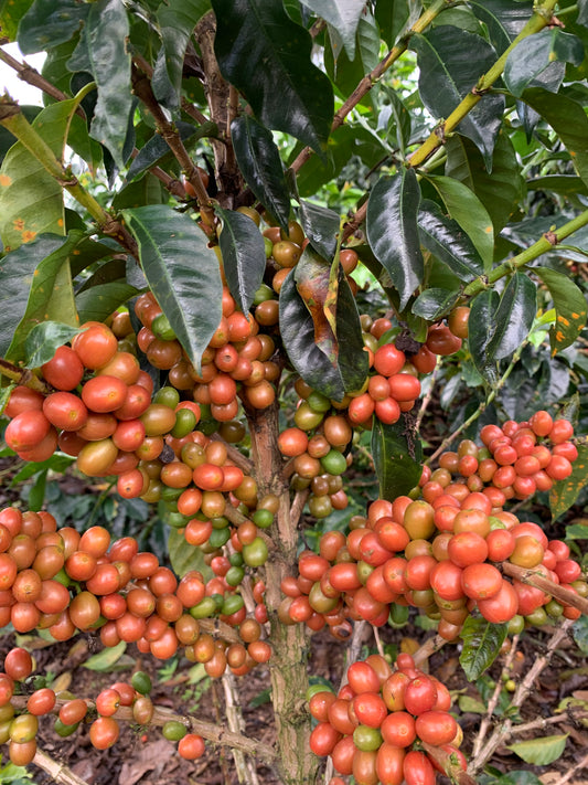 Colombia - Sebastian Gomez