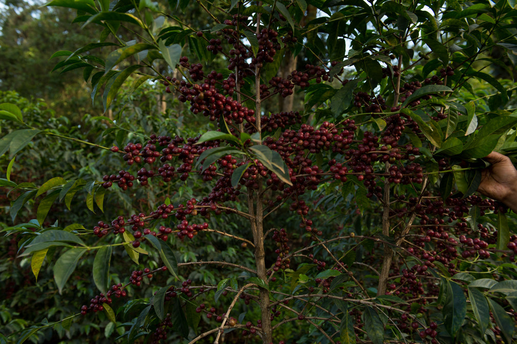 Ethiopia - Jigesa